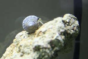 fl hermit