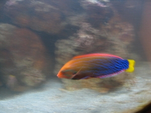 our new wrasse