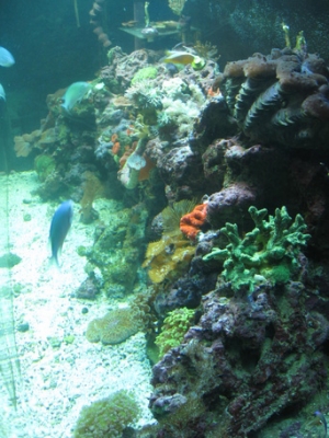 Check out the clam!