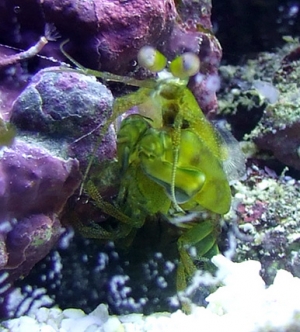 Neogonodactylus oerstedii