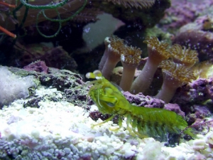 Neogonodactylus oerstedii
