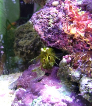 Neogonodactylus oerstedii