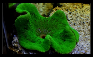 green carpet anemone