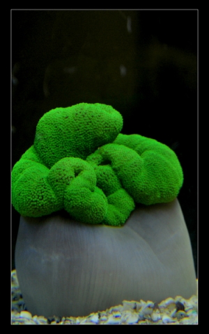 green carpet anemone