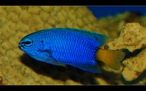 yellow tail blue damsel