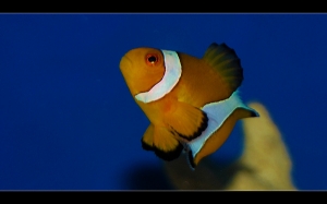 true percula