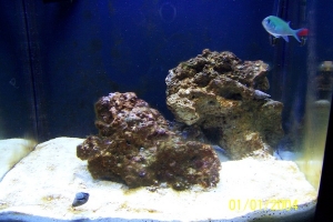 little diatom action! got a green chromis