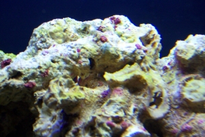 new chunk of live rock