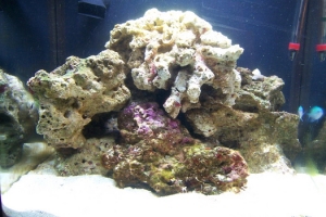 new fts with 5 more lbs LR