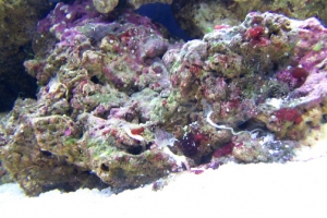 close up after my snail dominated the algea