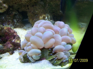 bubble