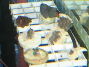 frag tray