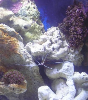 Heres the skunk shrimp, zoa, and GSP