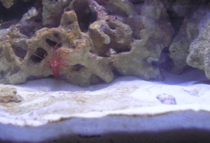 peppermint shrimp