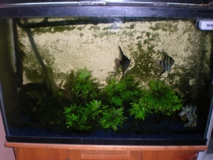 45gal Freshwater.  Mated pair of Angels.
- Cannister Filter
- Super Stable