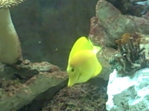 Mar 01 2007   VID00513 0001