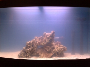 marine live rock