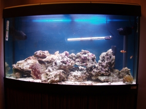 yellow polyp & the clowns