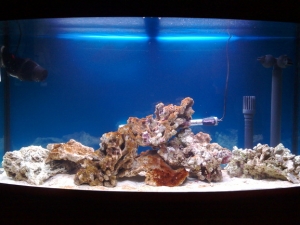 soon to be getting coral