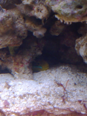 peek a boo i see you