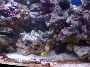 hi ya gobys
