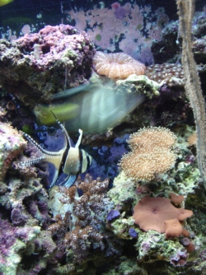 Banggai Cardinalfish. I had a pair that bred twice. The babies lived for about 6 weeks. :(