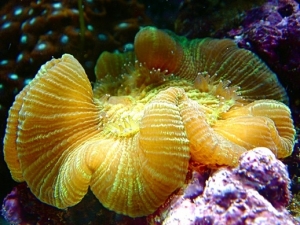 This open brain coral was bleached and near death. After I upgraded to metal halides he recovered completely in about 2 months.