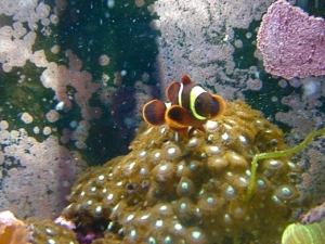 Maroon Clown. He's made these zoanthids his home.
