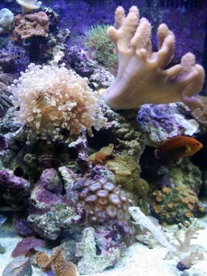 LG PICS 082