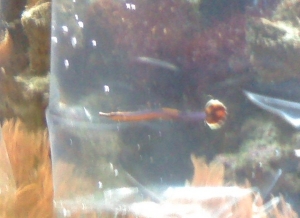 blue stripe pipefish