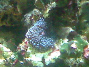 blue with purple mouth