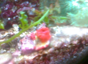 red metalic shroom