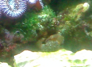 crab just chillin
