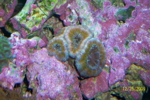 Aussie Acans