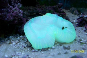 Brain Coral