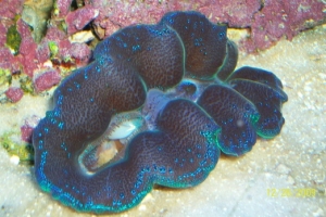 Clam1