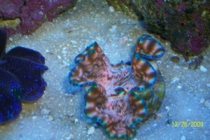 Clam2