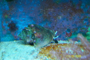 Conch