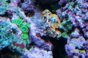 Fire and Ice with greens