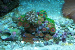 Fungia Among Zoas
