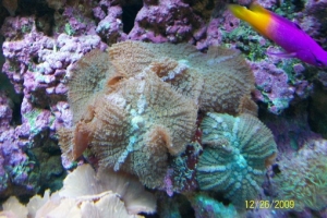 Fuzzy Shrooms