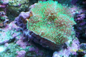 FuzzyGreen Shroom