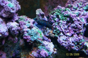 Mandarin