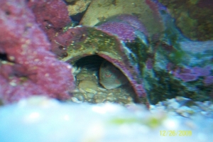 Pink Spot Goby