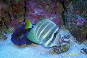 Sailfin, what a ham!