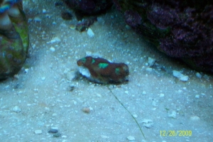 Small Frag of Acan