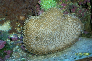 Toadstool
