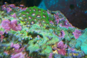 Zoas