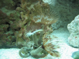 Feather dusters 004