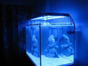 my aquarium lights are on for the first time